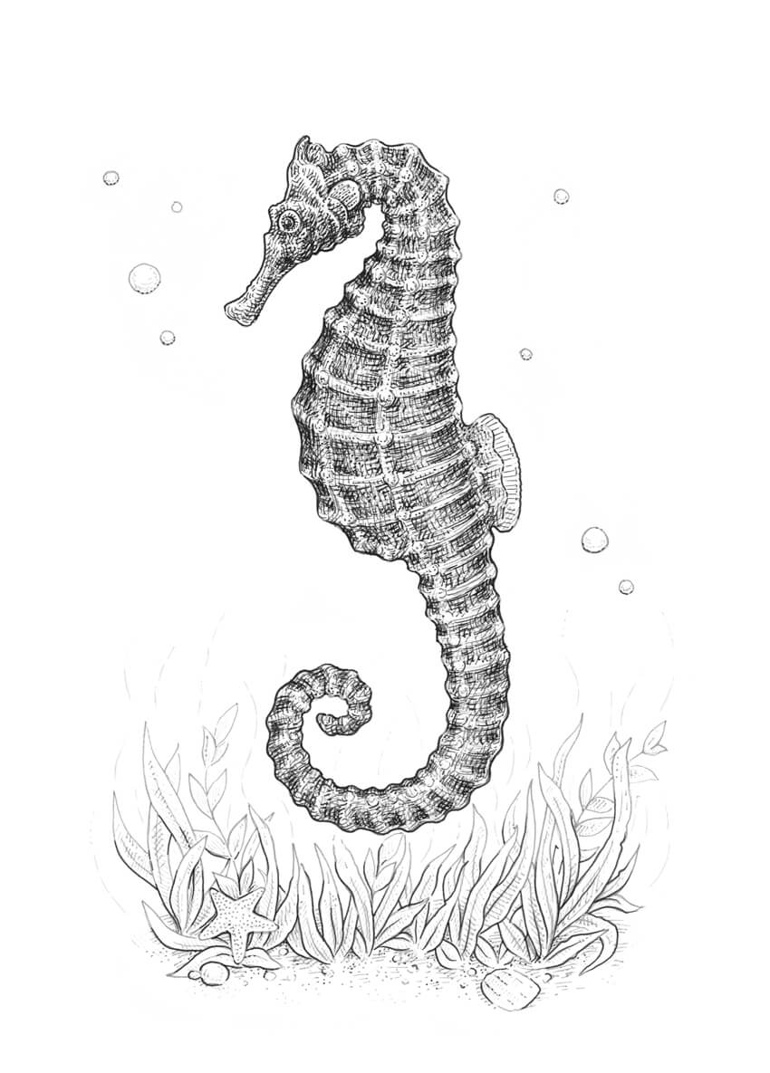 How to draw a seahorse with black and grey ink liners envato tuts