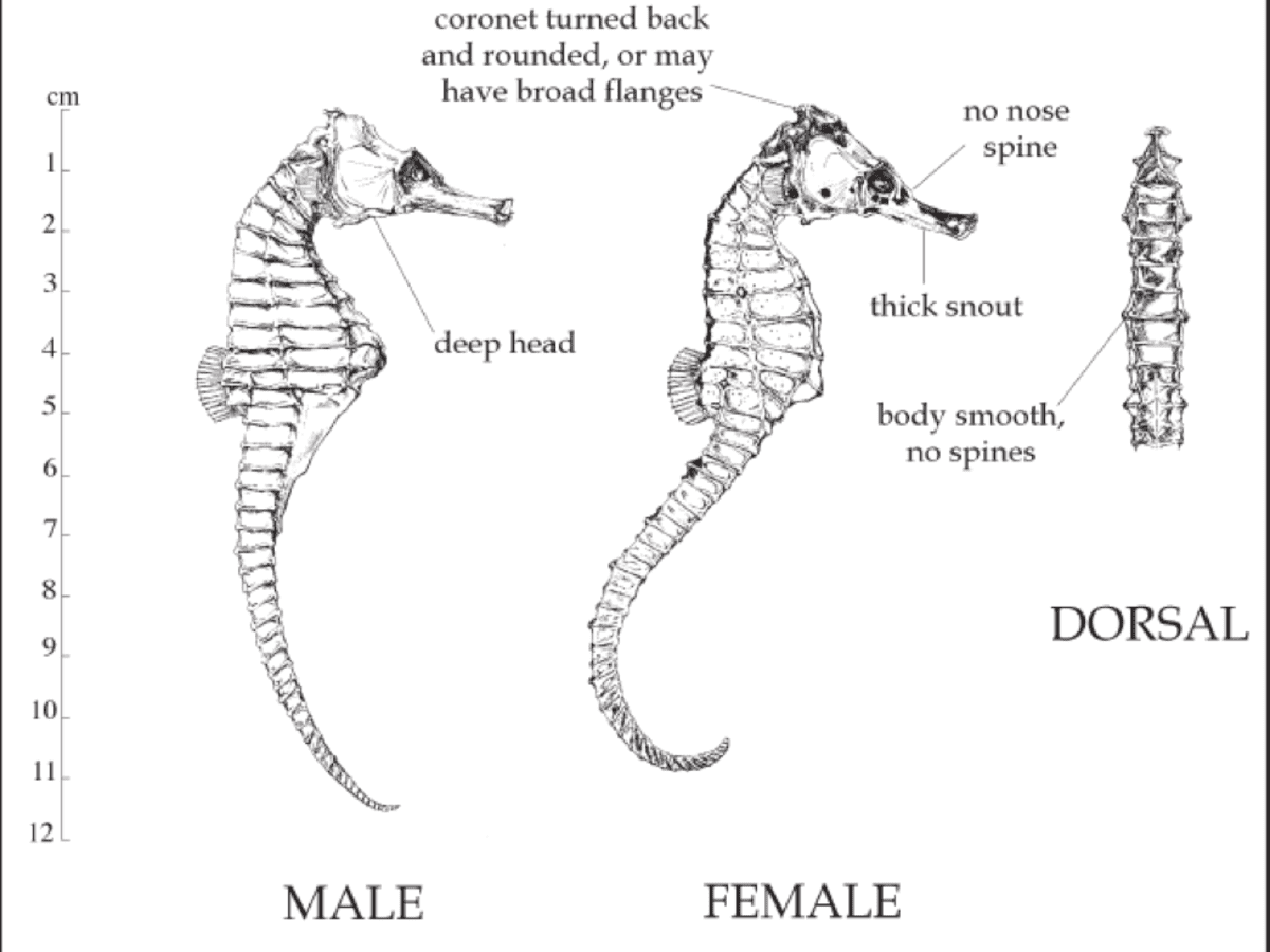 The natural history of the mon seahorse hippocampus kuda