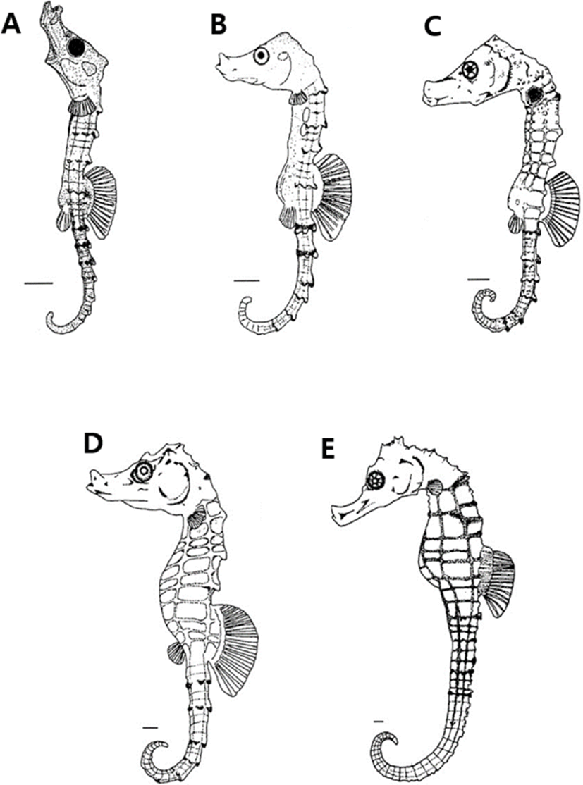 Development reproduction