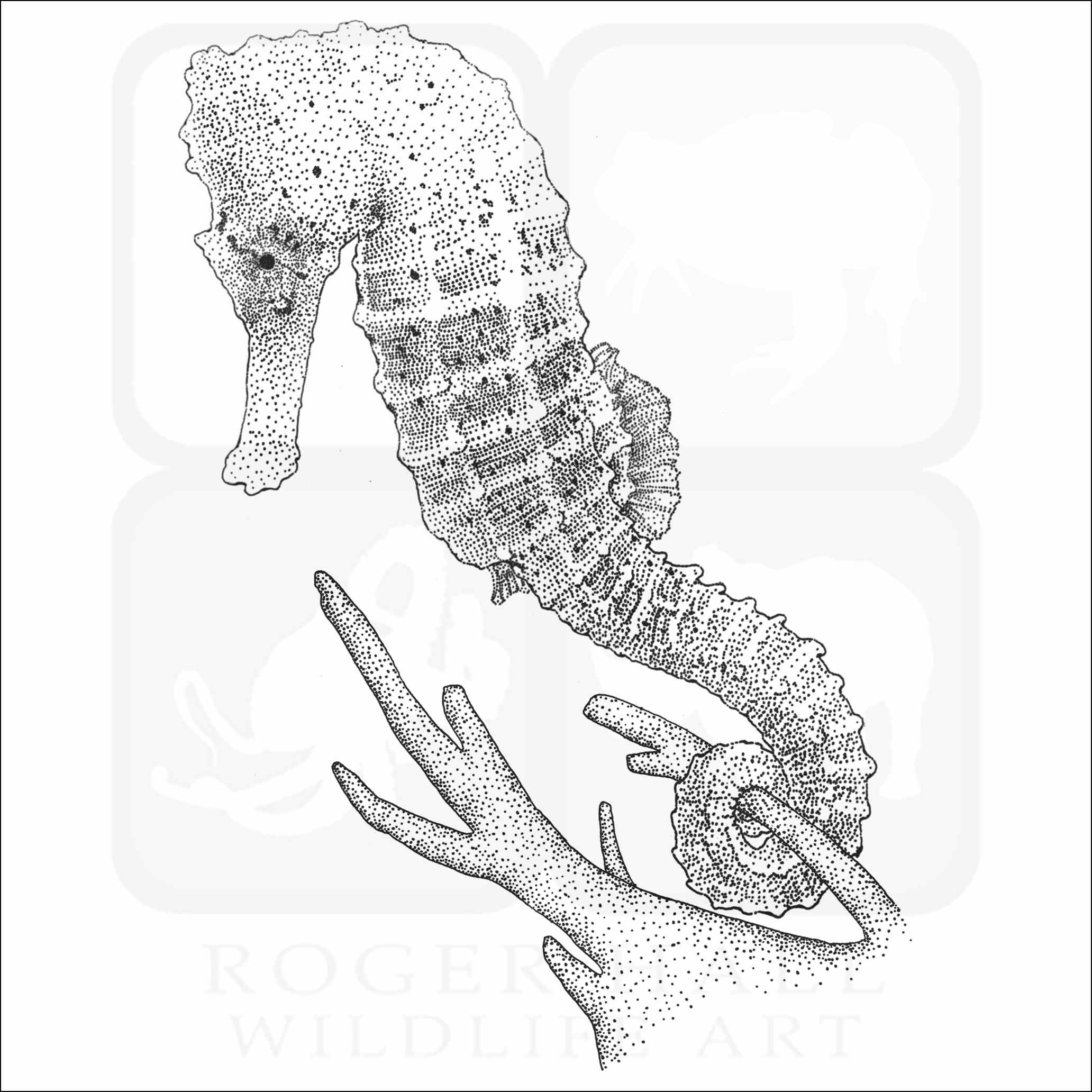 Common seahorse