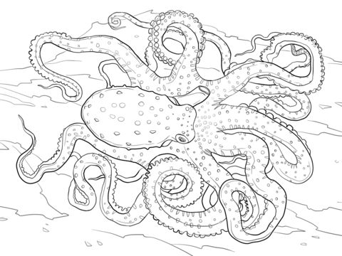 Free printable atlantic spotted octopus coloring picture assignment sheets pictures for child