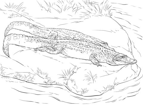 Free printable two black caimans coloring pages coloring picture assignment sheets pictures for child