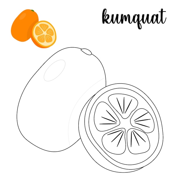 Premium vector coloring page kumquat coloring page