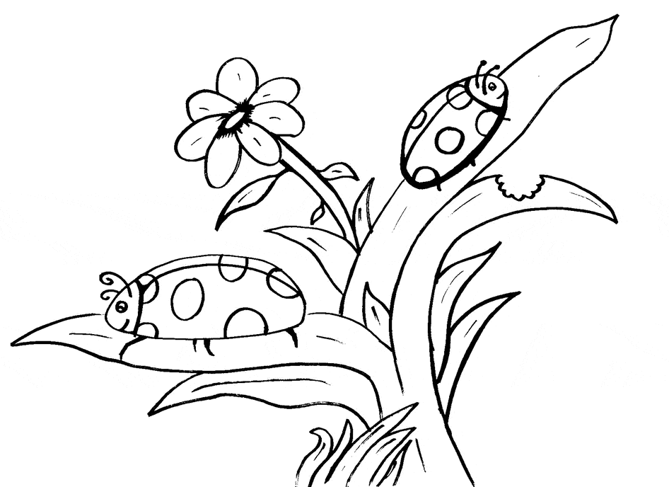 Ladybug coloring pages drawings