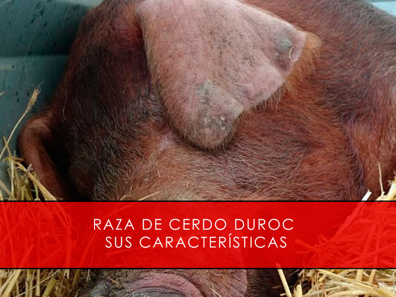 Raza de cerdo duroc y sus caracterãsticas