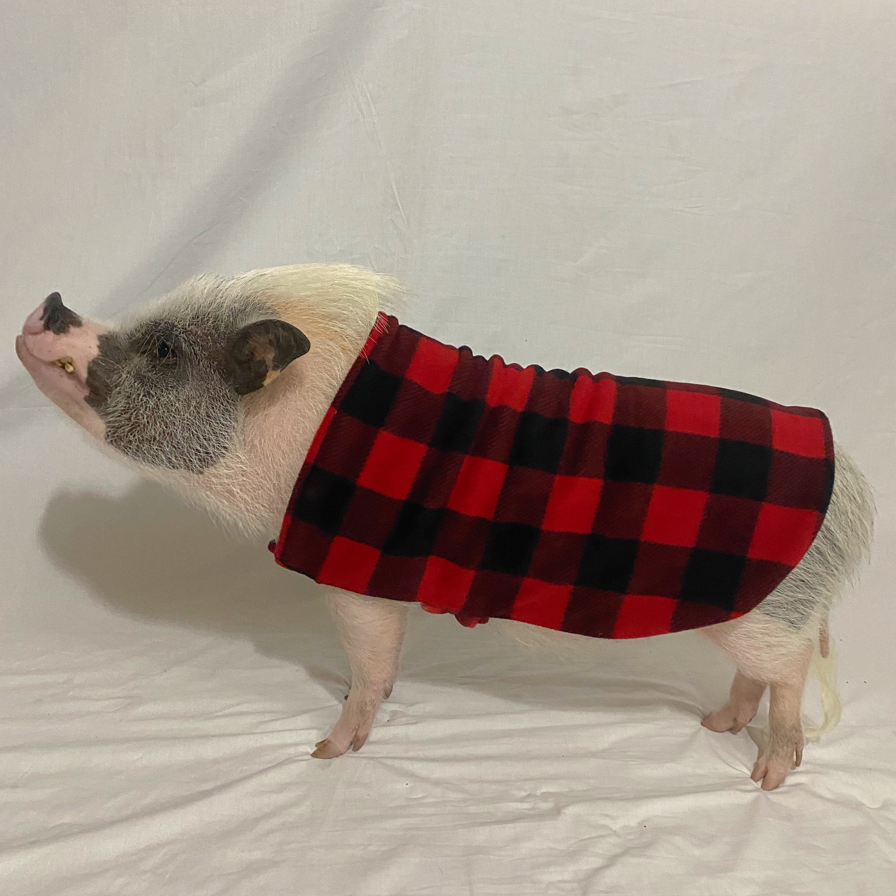 Fleece strap sweater double layer pig coat with leash hole mini pig clothes warm winter jacket clothing for potbelly pigs hogs boars