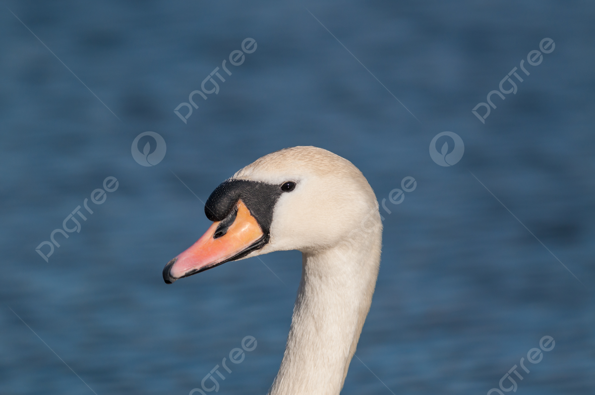 Fondo cisne mudo cygnus olor en un tanque cisne mudo naturaleza aviar foto e imagen para dcarga gratuita