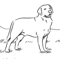 Chocolate lab coloring pages dog breeds animal drawings coloring pages