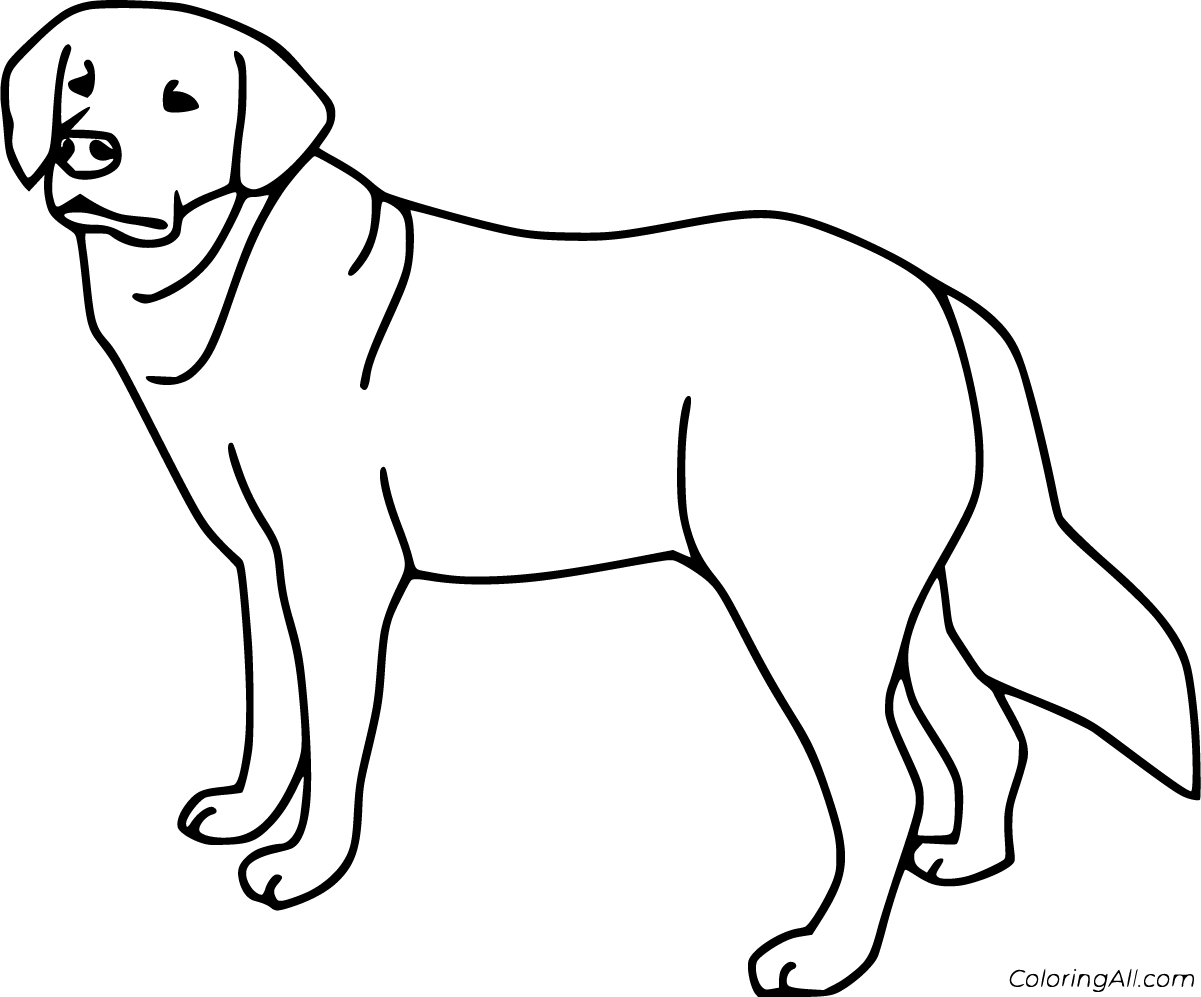 Labrador coloring pages