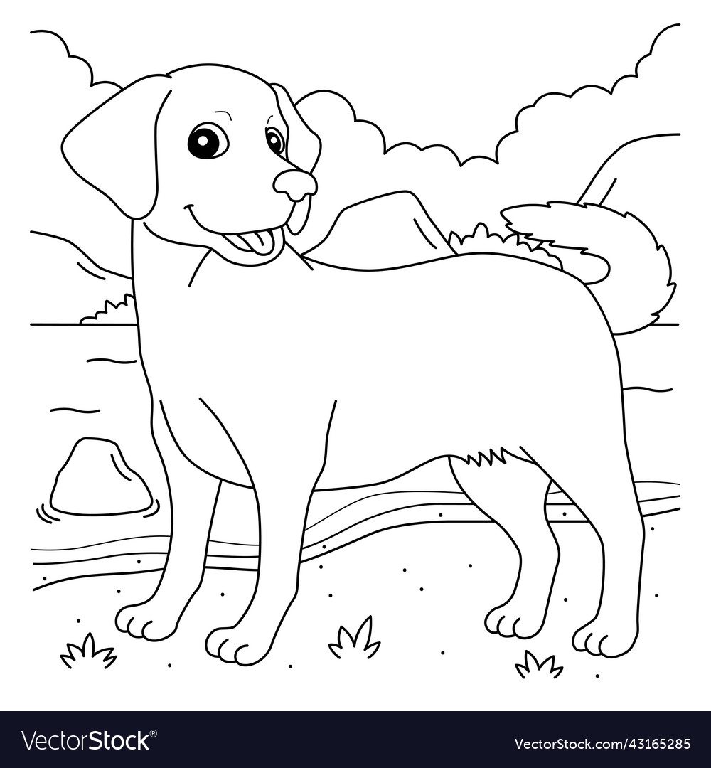 Labrador retriever dog coloring page for kids vector image