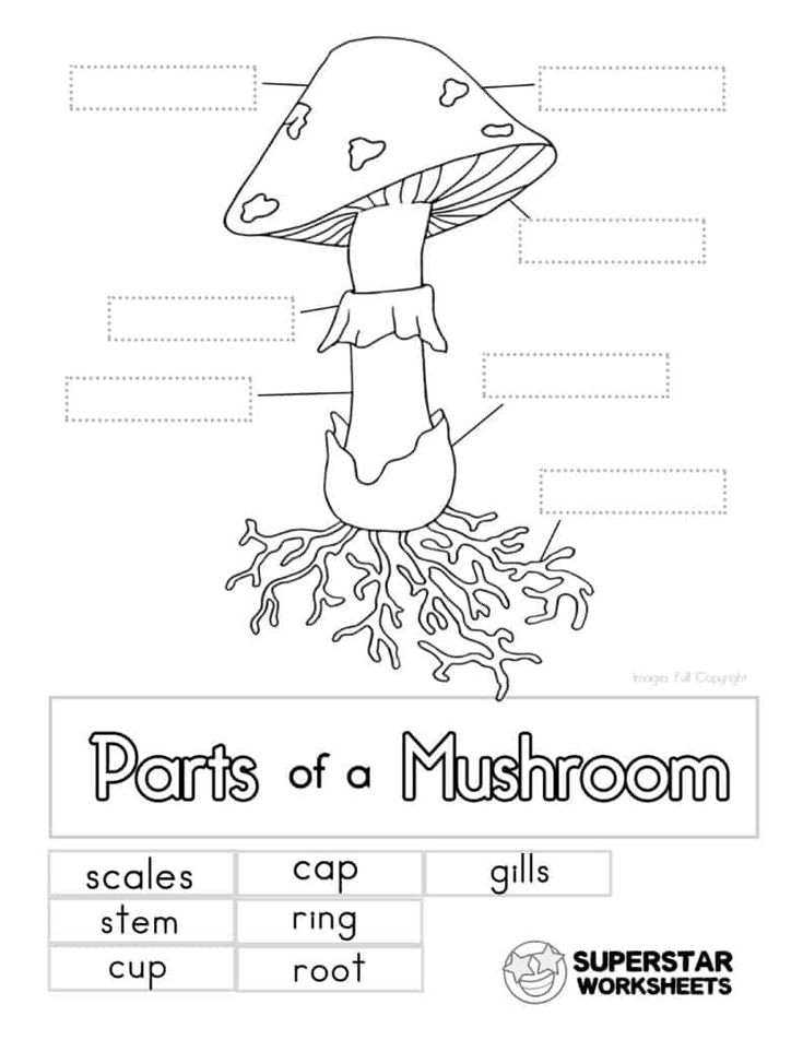 Free printable mushroom worksheets for coloring pages label the mushroom notebooking and moreâ homeschool nature study free science worksheets nature school