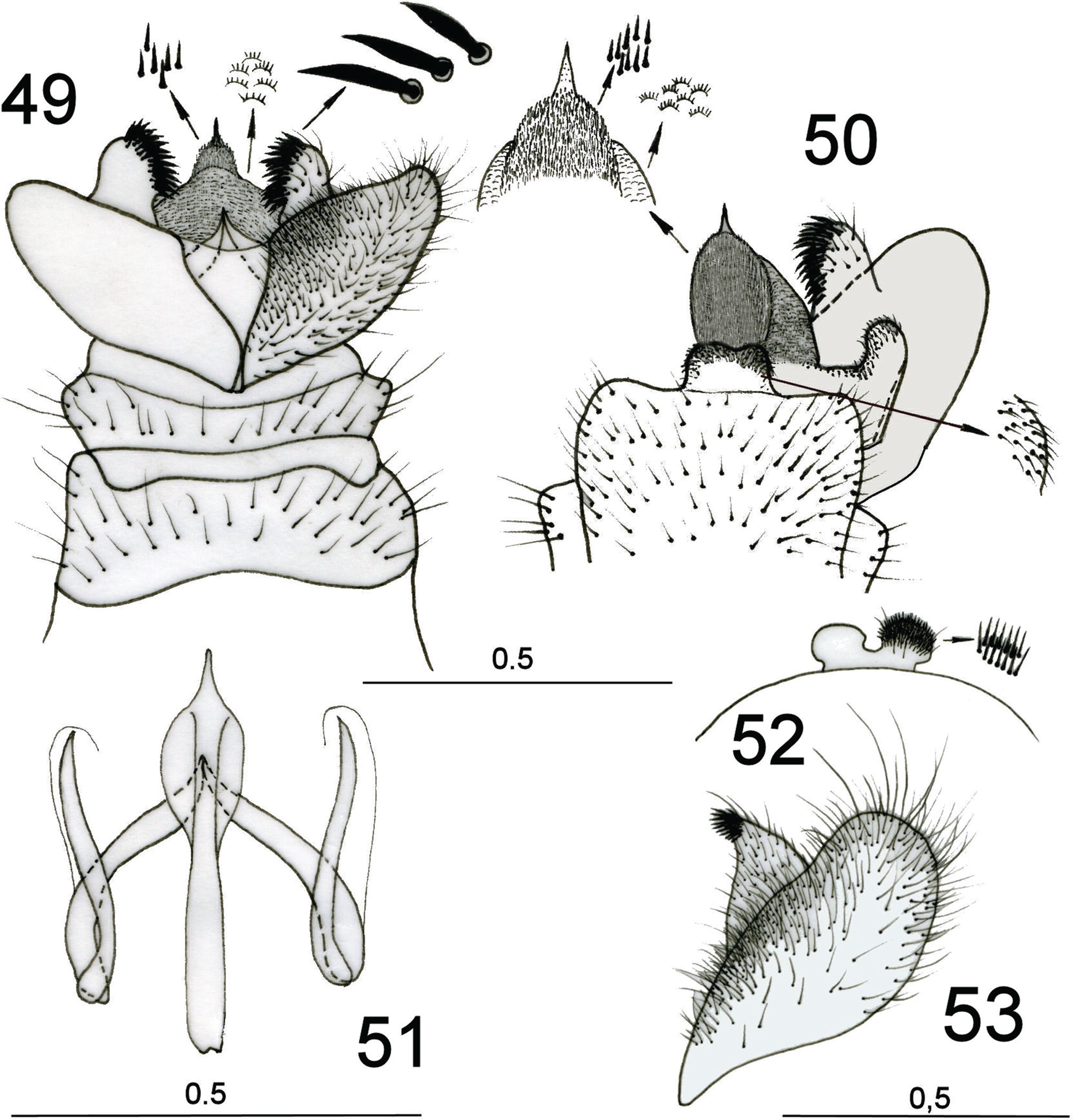 Vista de revisiãn de los mantãspidos de la penãnsula ibãrica y balear insecta neuropterida neuroptera mantispidae