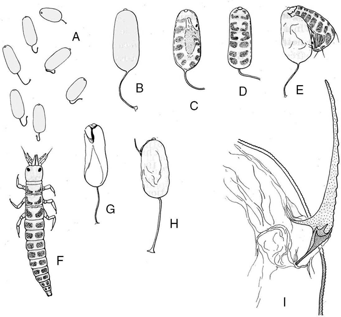 Vista de revisiãn de los mantãspidos de la penãnsula ibãrica y balear insecta neuropterida neuroptera mantispidae