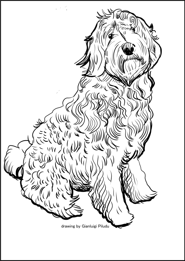 Piirustus labradoodle coloring page