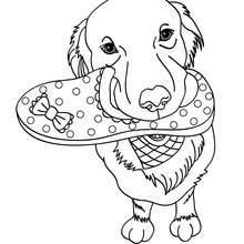 Labrador coloring pages