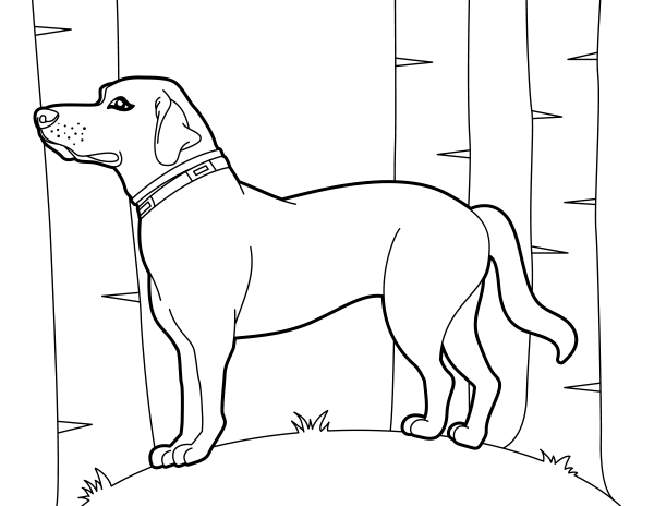 Printable labrador retriever coloring page