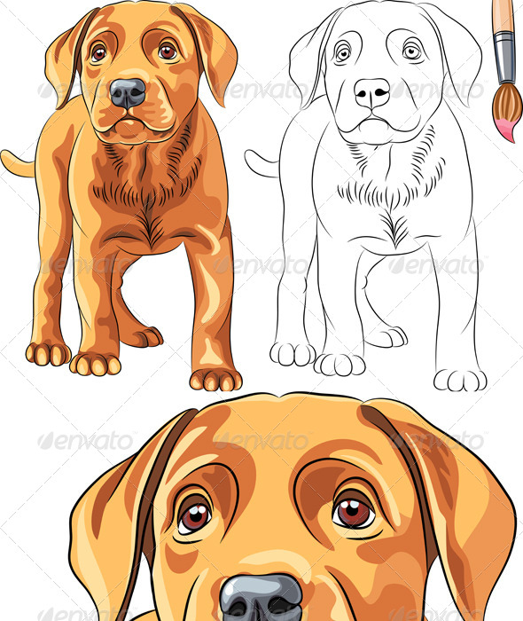 Vector coloring book of labrador puppy vectors