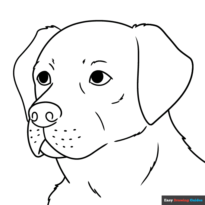 Labrador retriever head and face coloring page easy drawing guides