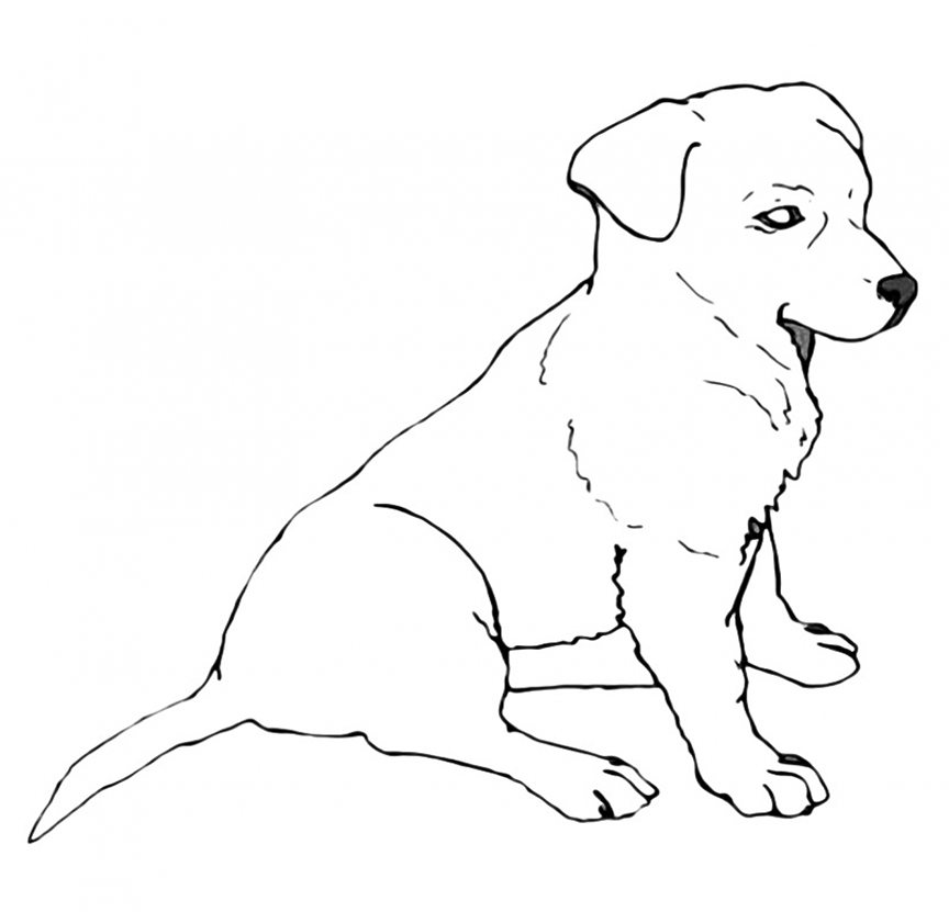 Labrador coloring pages