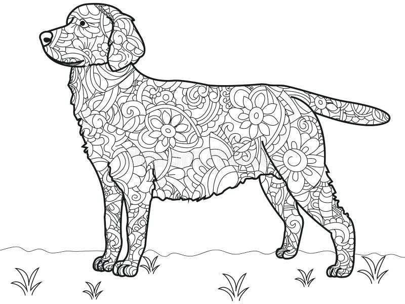Colouring labrador stock illustrations â colouring labrador stock illustrations vectors clipart