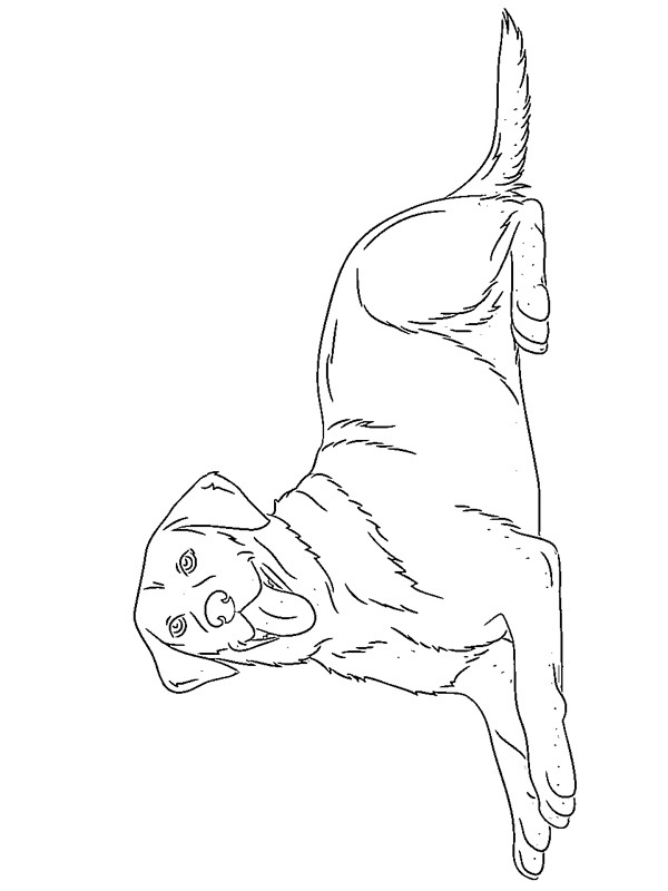 Labrador retriever coloring page