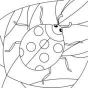 Ladybug coloring pages free coloring pages