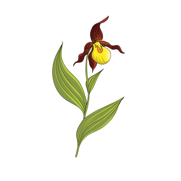 Lady slipper stock illustrations royalty