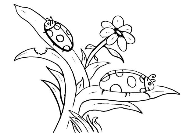 Ladybug on leaf of nature coloring page color luna bug coloring pages ladybug coloring page insect coloring pages