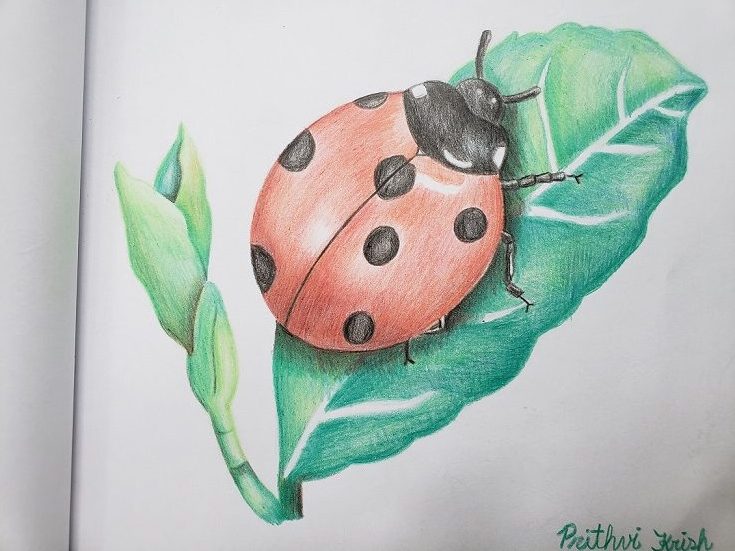 Ladybug