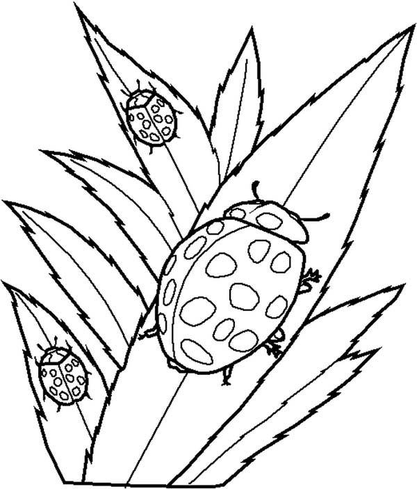 Lady bug eating leaves coloring page color luna bug coloring pages leaf coloring page ladybug coloring page