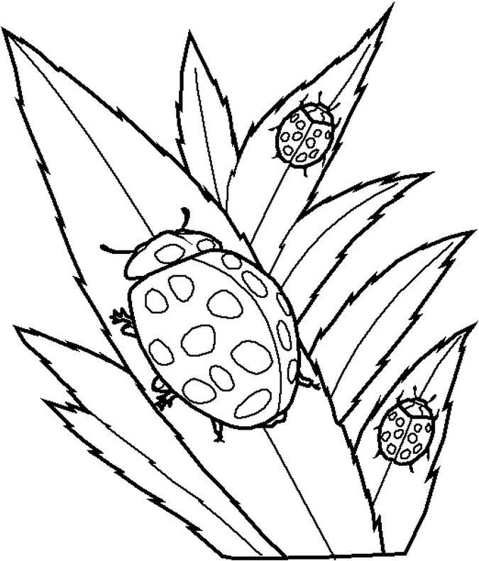 Free printable ladybug coloring pages for kids insect coloring pages bug coloring pages ladybug coloring page