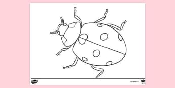 Top ladybug teaching resources curated for you