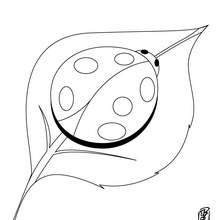 Ladybug coloring pages