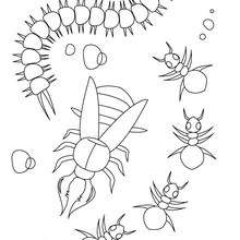 Ladybug coloring pages