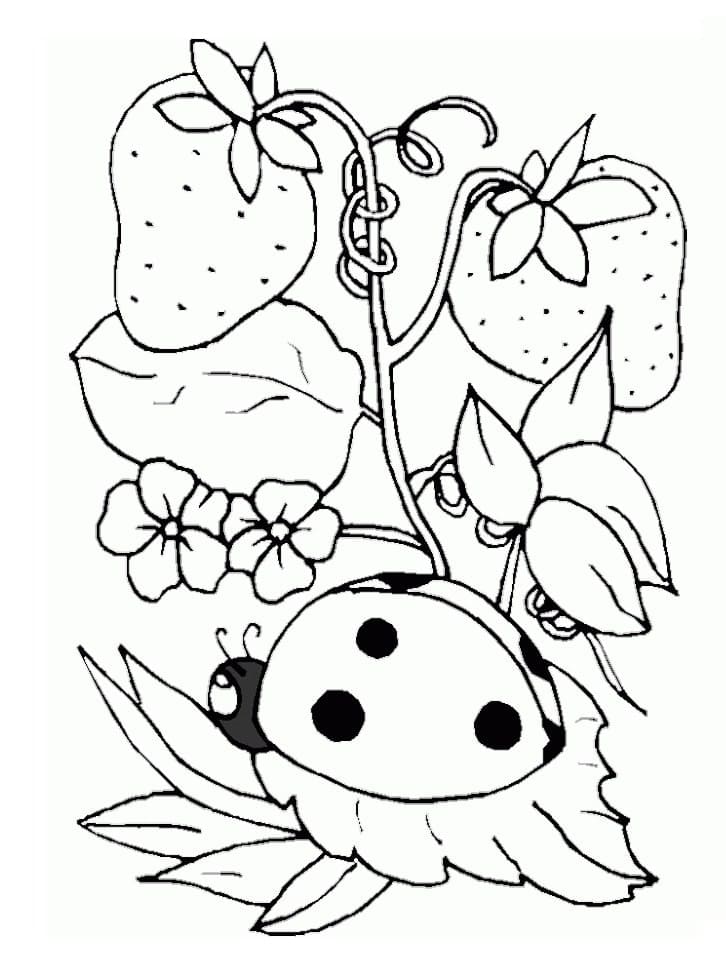 Ladybug and strawberries coloring page