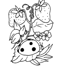 Ladybug coloring pages