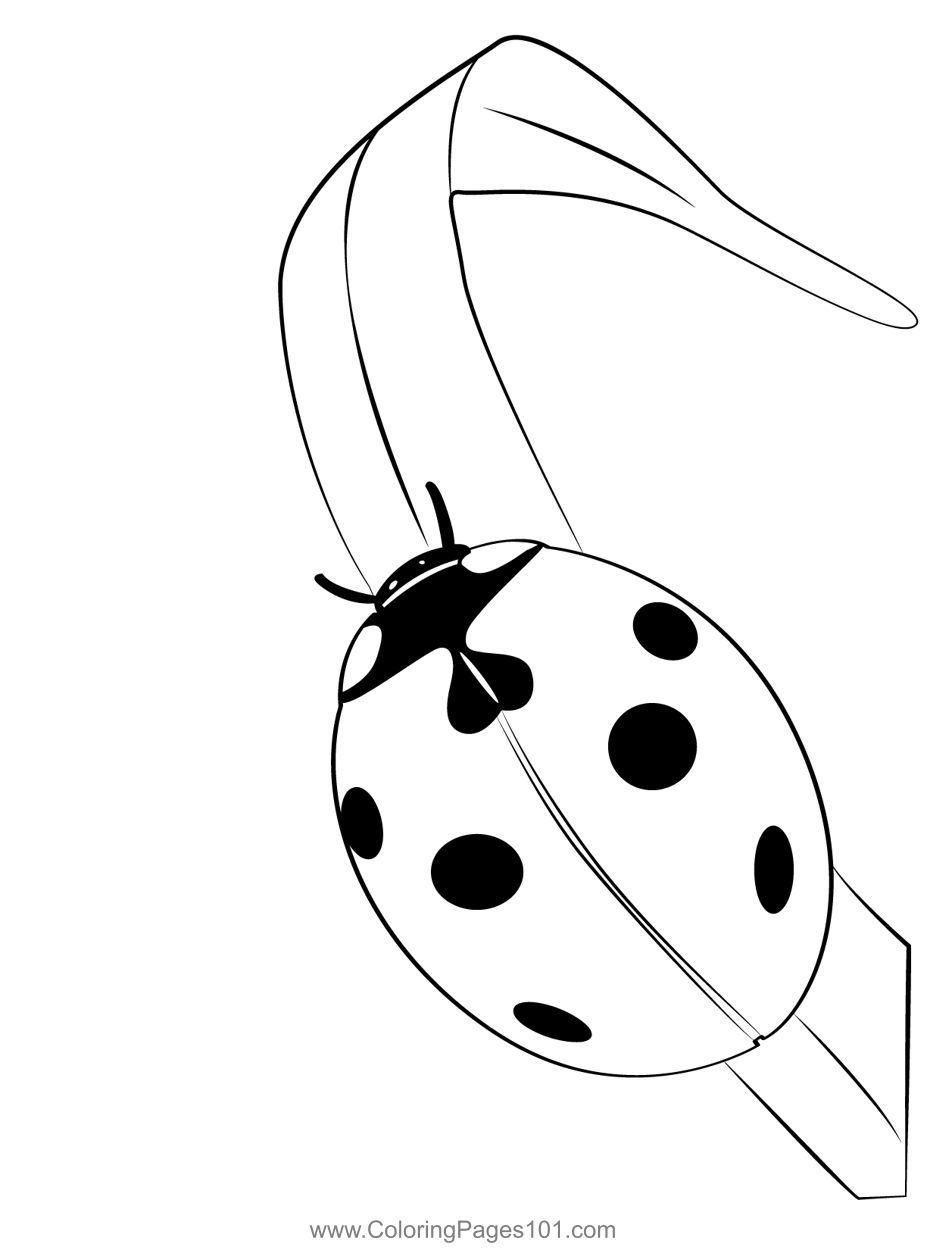 Lady bug coloring page for kids