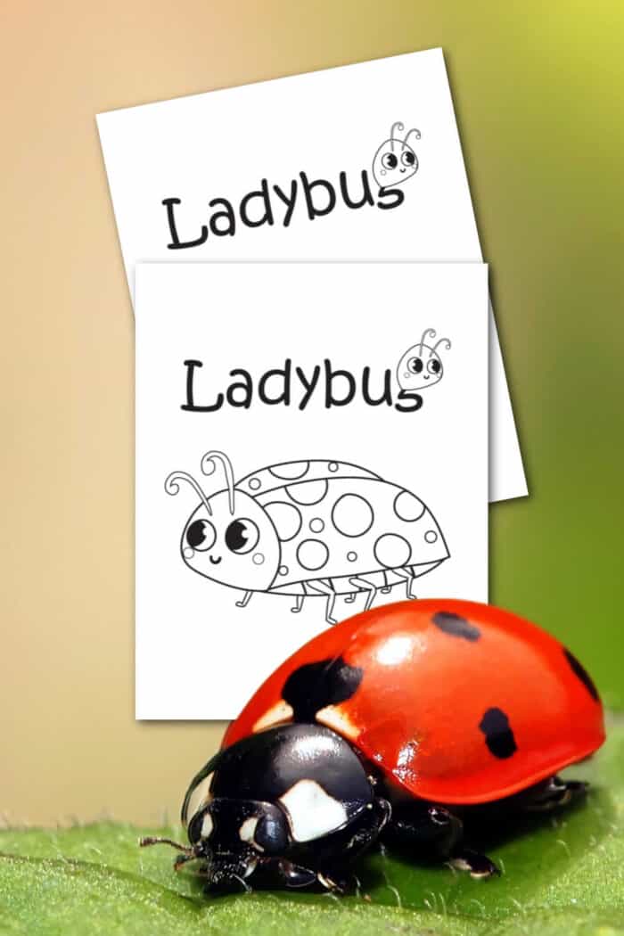 Ladybug coloring page