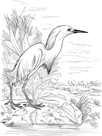 Snowy egret on the lake coloring page free printable coloring pages