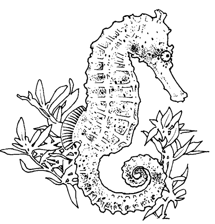 Realistic seahorse coloring page horse coloring pages animal coloring pages coloring pages