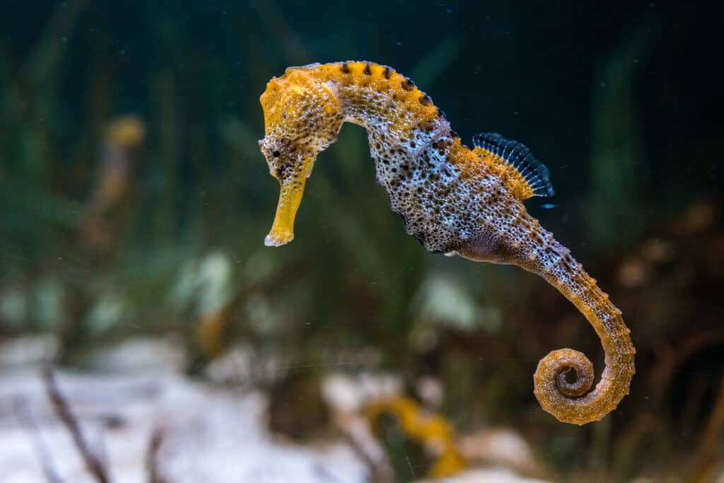 Seahorse fish facts hippocampus