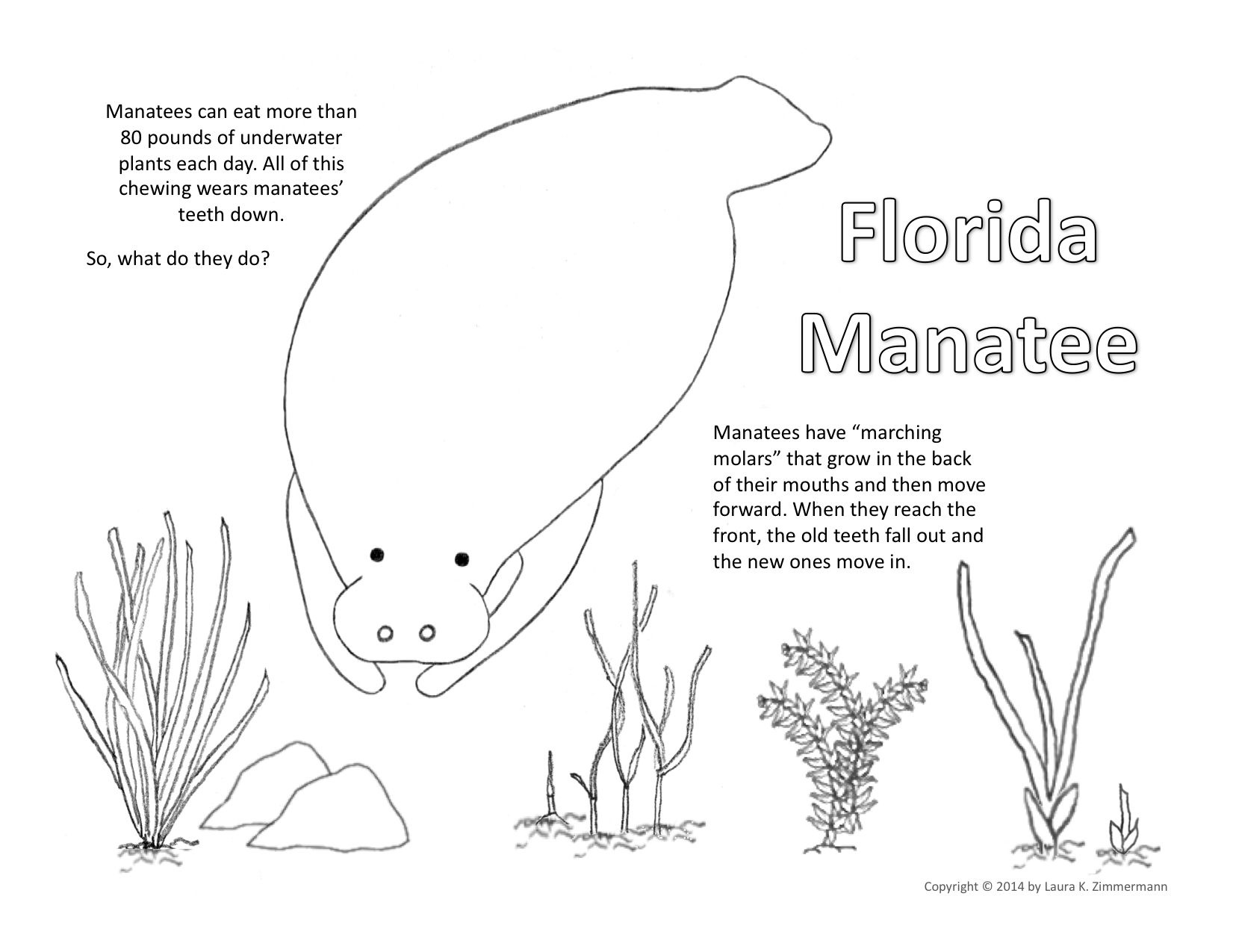 Manatee coloring pa manatee florida travel fun