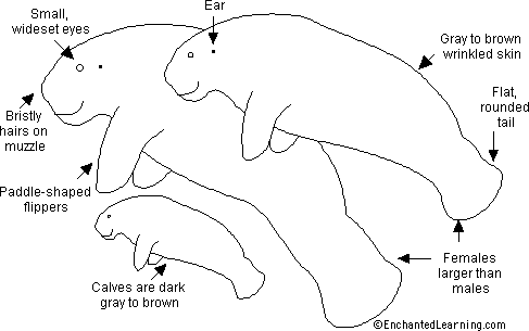 Manatee coloringwriting printout