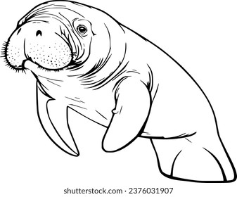 Manatee outline images stock photos d objects vectors