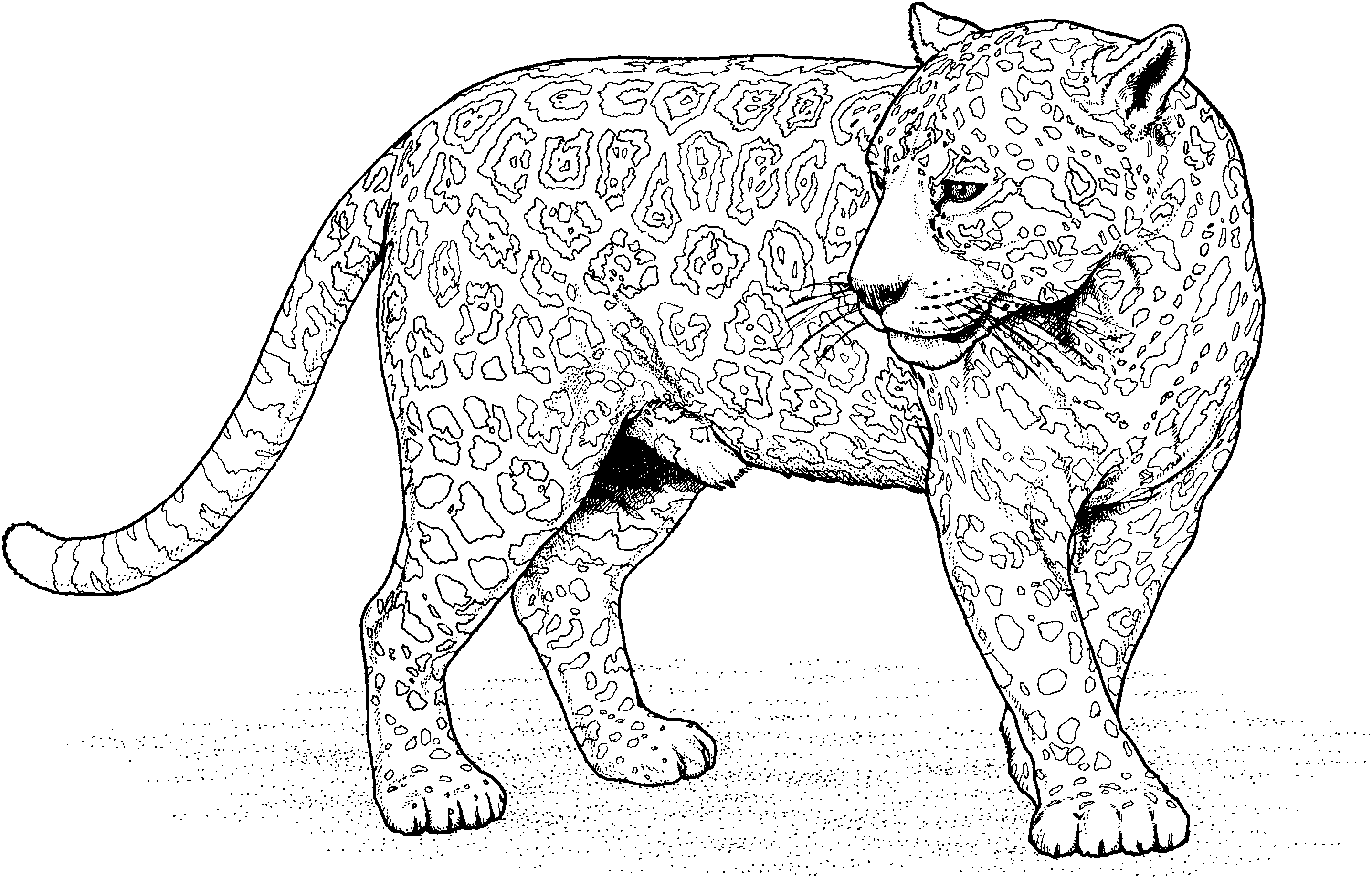 Big cat coloring pages