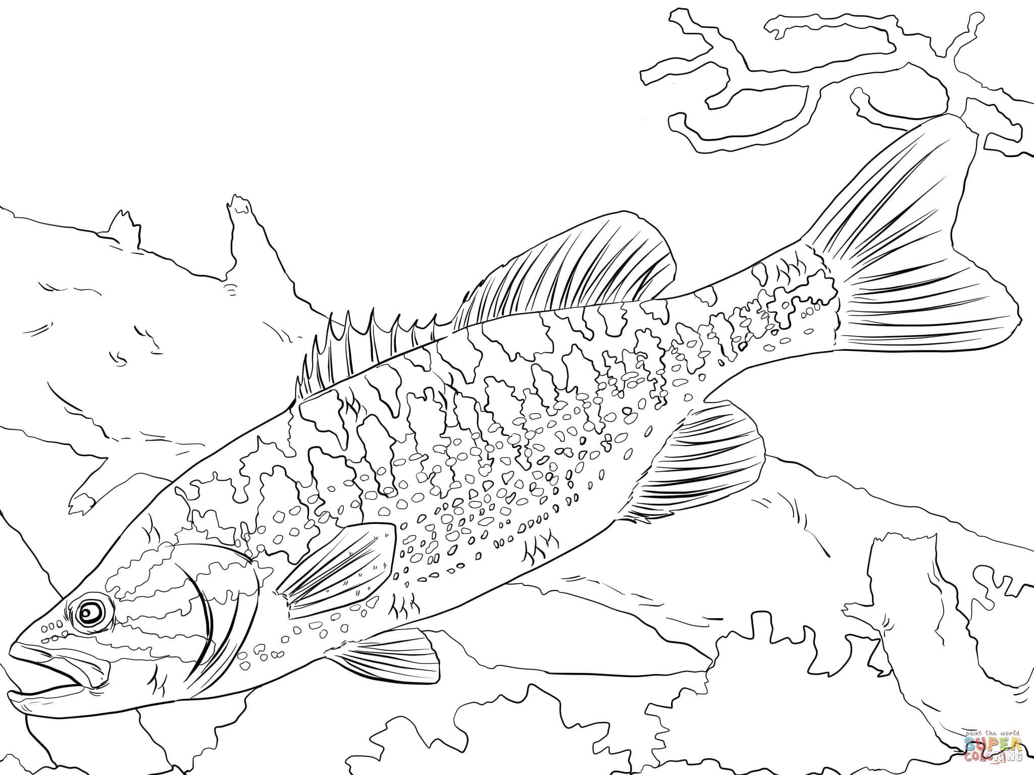 Bass coloring pages gallery fish coloring page coloring pages easy coloring pages