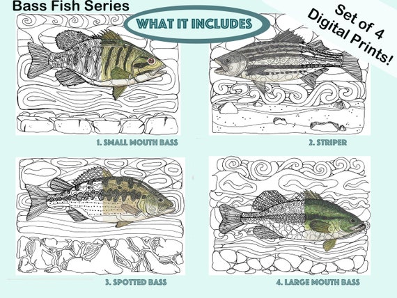 Freshwater fish coloring pages adult coloring pages largemouth bass smallmouth bass spotted bass and striped bass