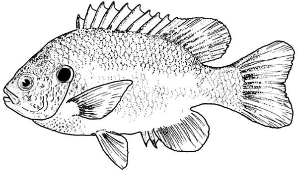 Free large mouth bass coloring pages sketch coloring page coloring pages fish coloring page coloring pictures