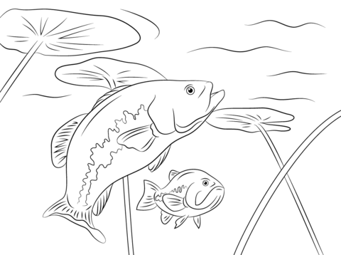 Largemouth basses coloring page free printable coloring pages