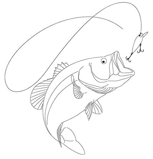 Drawing of a largemouth bass